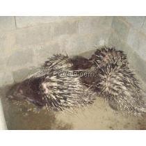 豪猪3.0最新爆料,揭秘科技巨头最新力作背后的秘密与突破  第3张