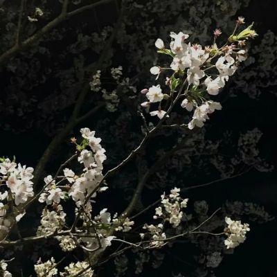 橘子最新爆料文案短句图片,最新爆料短句图片背后的故事