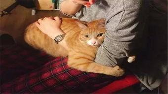 黄瓜猫吃瓜视频免费观看,免费畅享欢乐时光  第2张