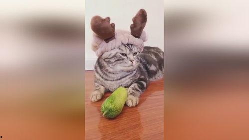 黄瓜猫吃瓜视频免费观看,免费畅享欢乐时光  第3张
