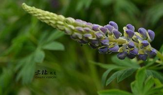 鲁冰花在线观看,在线重温那段纯真岁月  第2张