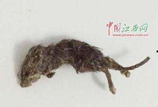 老鼠吃瓜最新事件爆料,揭秘瓜农与鼠患的矛盾冲突 第3张 老鼠吃瓜最新事件爆料,揭秘瓜农与鼠患的矛盾冲突 第3张
