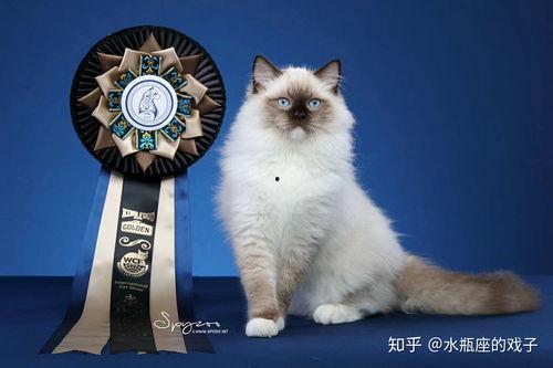 类似色猫吃瓜网站免费,免费畅游类似色猫吃瓜网站,趣味无限 第2张 类似色猫吃瓜网站免费,免费畅游类似色猫吃瓜网站,趣味无限 第2张
