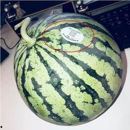 网红经典吃瓜  第1张