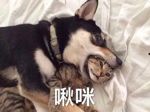 爆料二哈视频大全集,爆笑视频大全集回顾