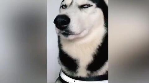 爆料二哈视频大全集,爆笑视频大全集回顾  第3张