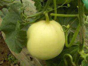 菜瓜的最新爆料,揭秘娱乐圈最新动态，明星隐私大曝光！  第2张