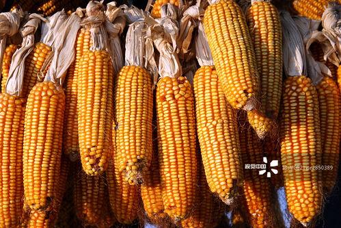 玉米最新爆料视频 第2张 玉米最新爆料视频 第2张