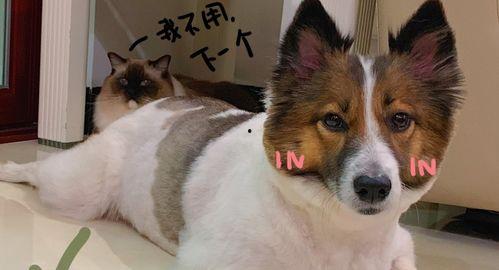 爆料科普宠物视频,揭秘宠物日常行为背后的科学原理