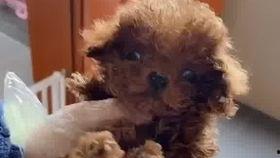 爆料科普宠物视频,揭秘宠物日常行为背后的科学原理 第2张 爆料科普宠物视频,揭秘宠物日常行为背后的科学原理 第2张