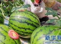 漳浦吃瓜最新事件爆料信息,揭秘背后惊人真相,网络热议持续升温 第3张 漳浦吃瓜最新事件爆料信息,揭秘背后惊人真相,网络热议持续升温 第3张